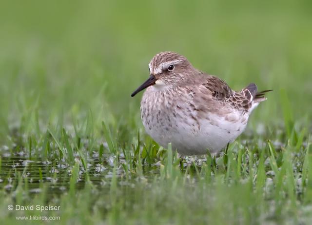 White-rumped Sandpiper