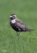 American-Golden Plover