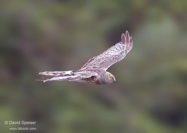 northern harrier 1