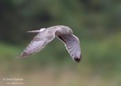 northern harrier 2