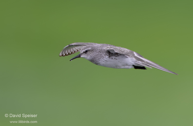 white-rumped sandpiper 1