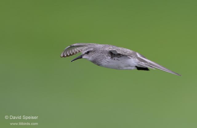 white-rumped sandpiper 1