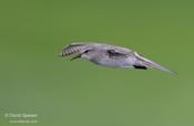 white-rumped sandpiper 1