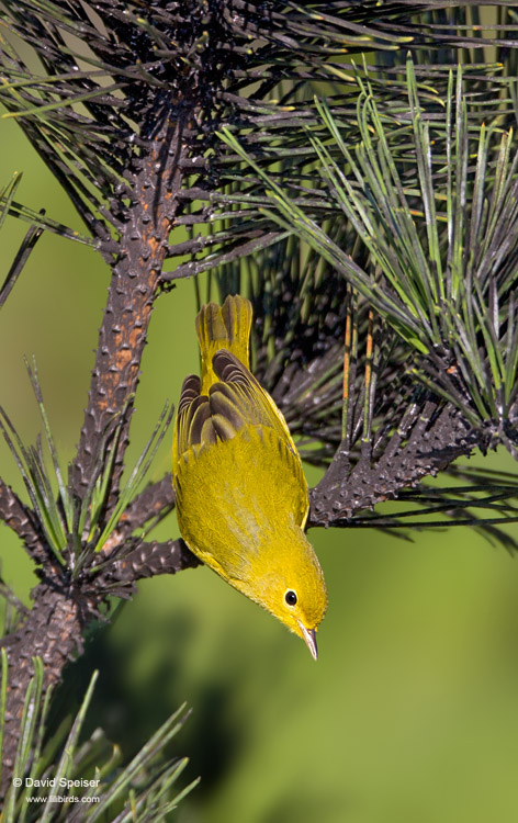 Yellow Warbler