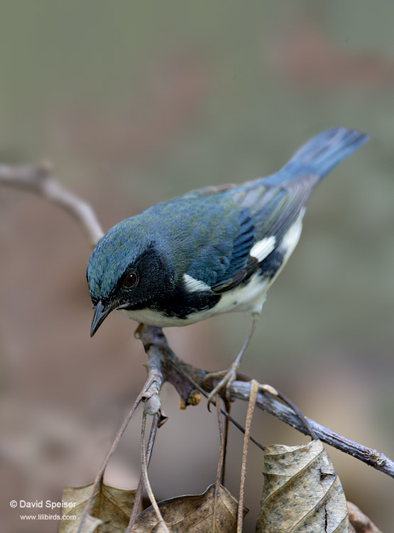 Black-throated Blue Warbler