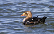 King Eider