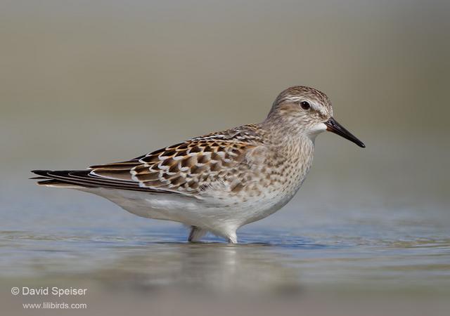 White-rumped Sandpiper