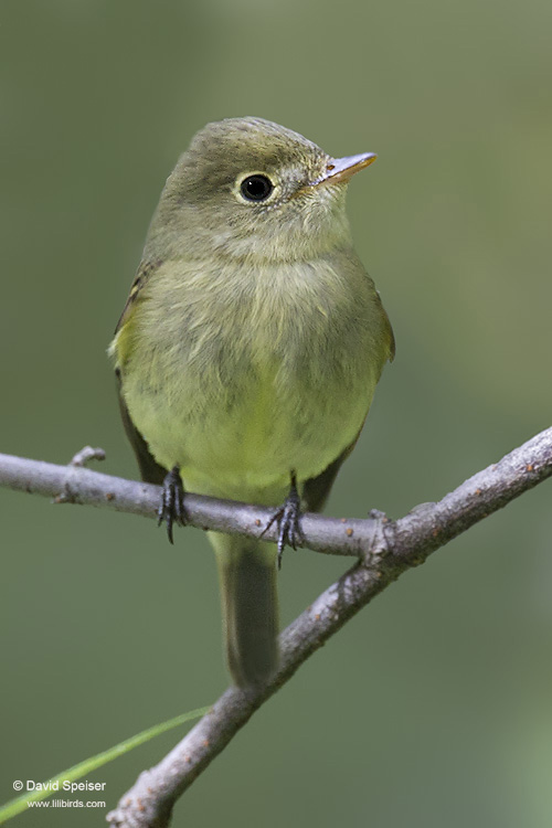 Yellow-bellied Flycatcher