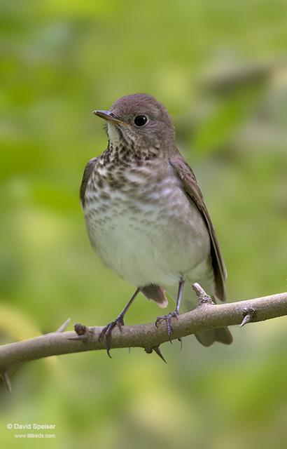 Gray-cheeked Thrush