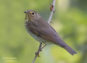 Swainson's Thrush