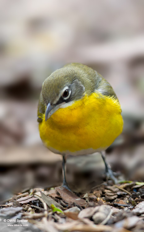 Yellow-breasted Chat