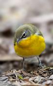 Yellow-breasted Chat