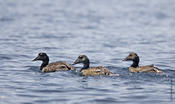 Common Eiders