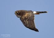 Northern Harrier