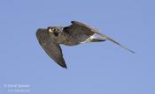 Peregrine Falcon