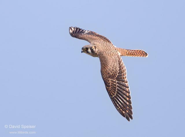 American Kestrel