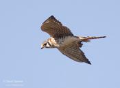 american kestrel 2