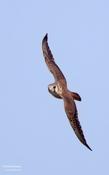 american kestrel 3