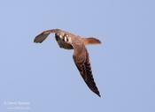 american kestrel 4