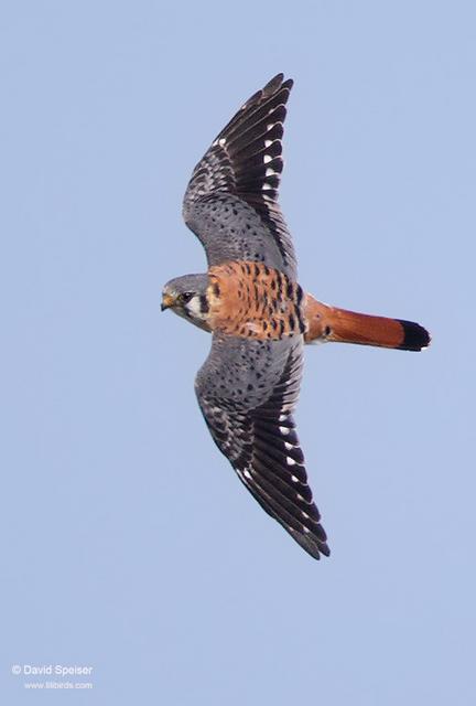 American Kestrel