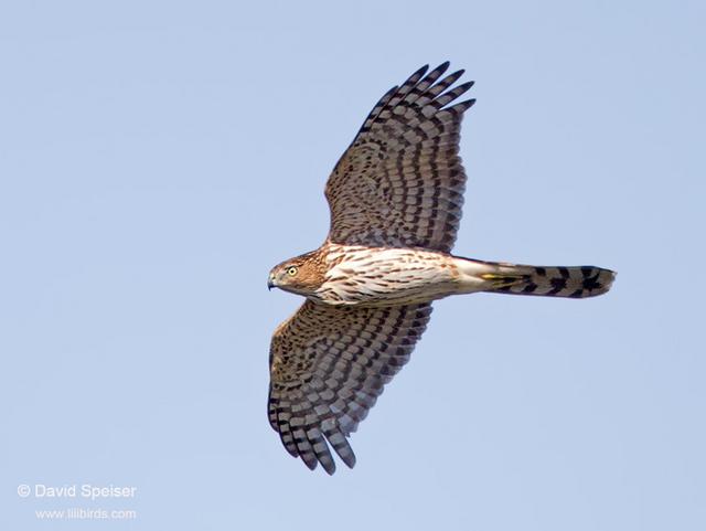 Cooper's Hawk