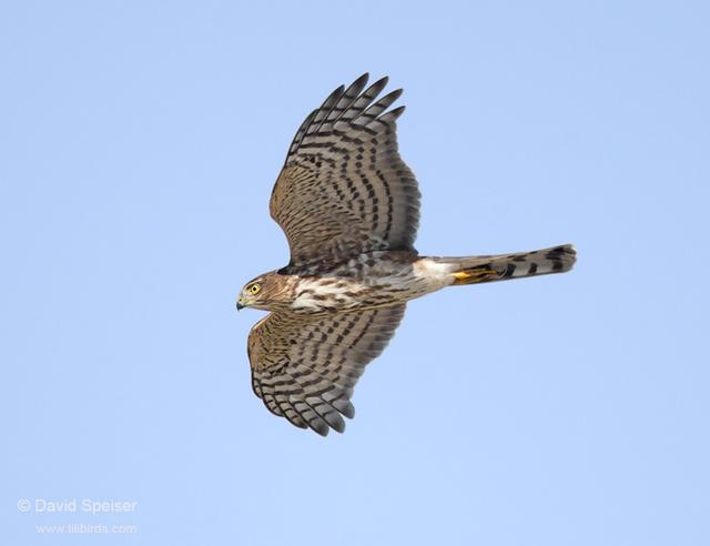 cooper's hawk 2