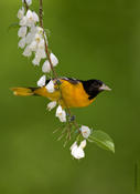 Finches and Blackbirds