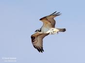 Osprey