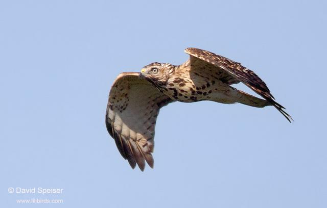 Red-shouldered Hawk