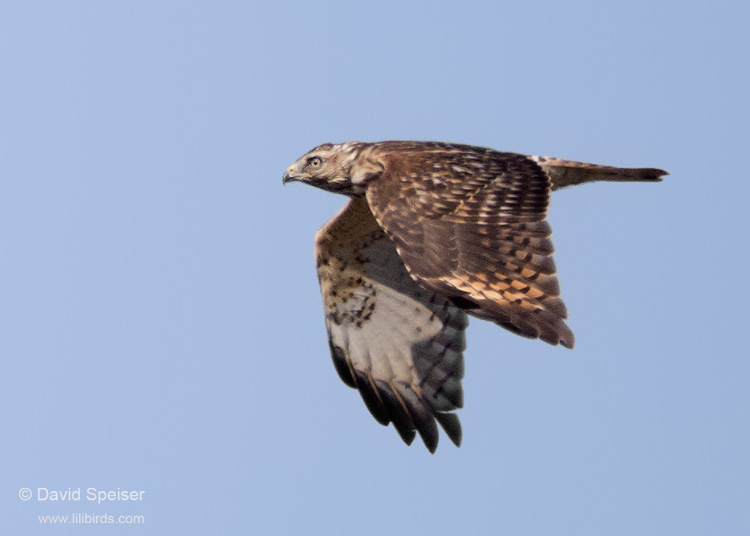 red-shouldered hawk 2a