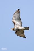 red-tailed hawk 1