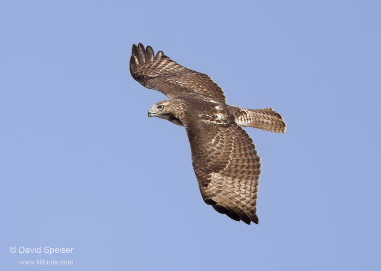 Red-tailed Hawk