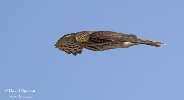 Sharp-shinned Hawk