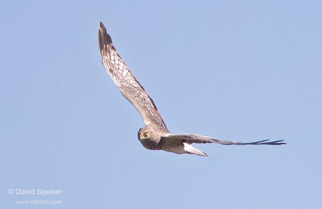 northern harrier 1