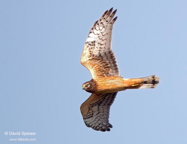 Northern Harrier