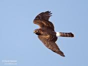 northern harrier 3