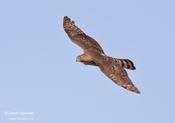 Sharp-shinned Hawk