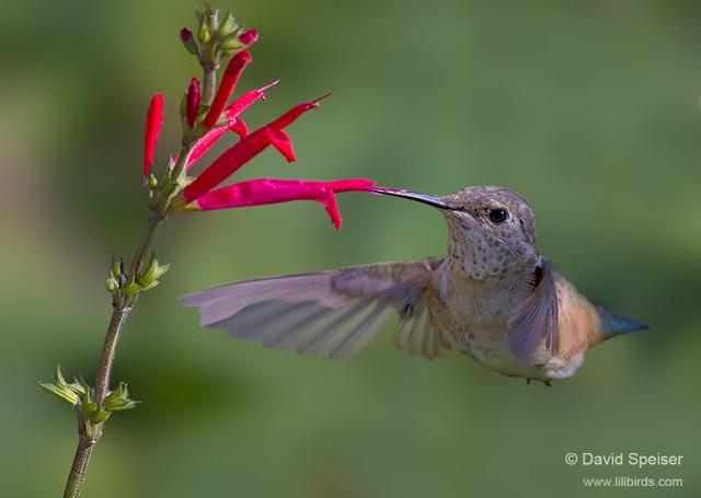 Rufous Hummingbird