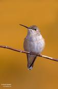 Rufous Hummingbird