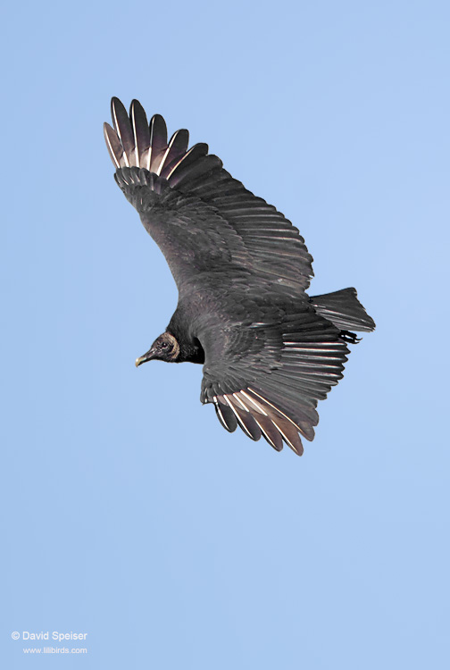 Black Vulture