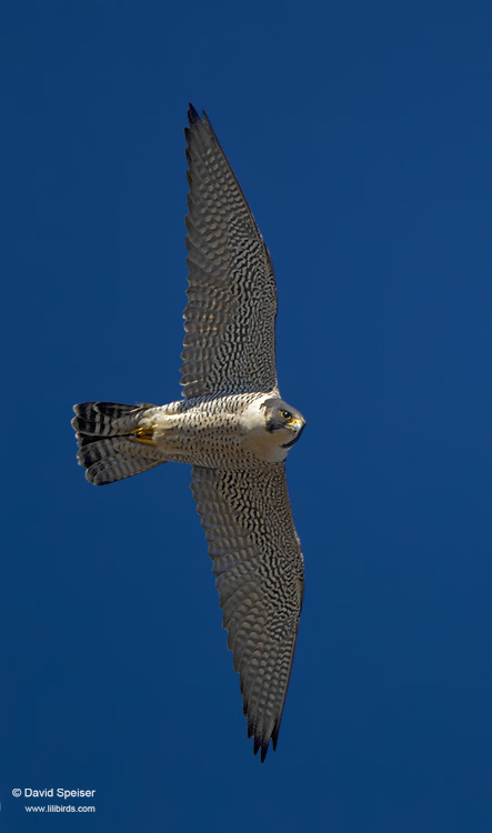 Peregrine Falcon