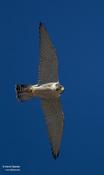 Peregrine Falcon