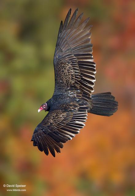 Turkey Vulture