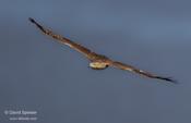 red-tailed hawk 1