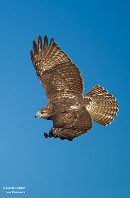 Red-tailed Hawk