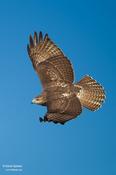 Red-tailed Hawk