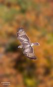 red-tailed hawk 3