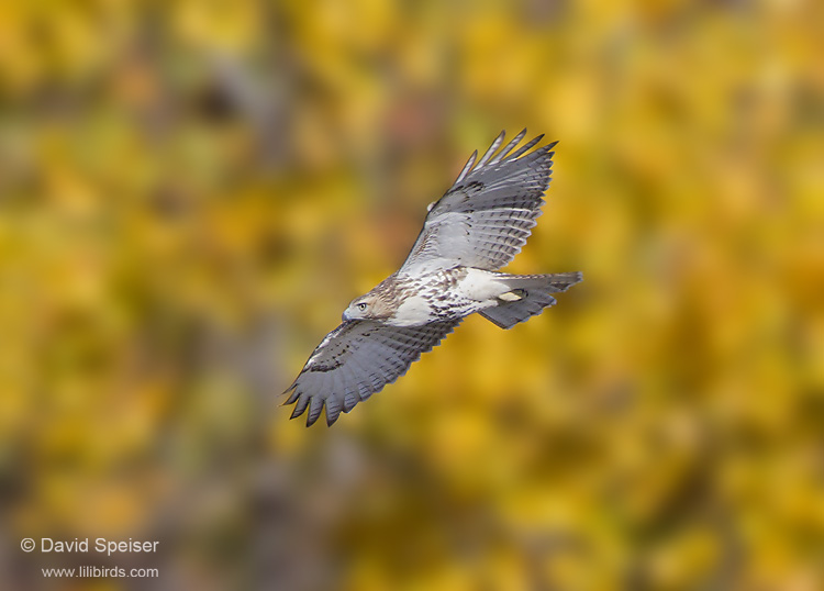 Red-tailed Hawk