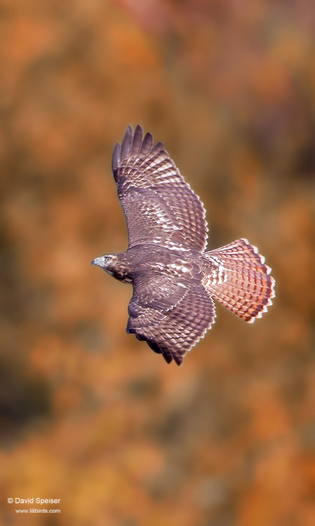 Red-tailed Hawk