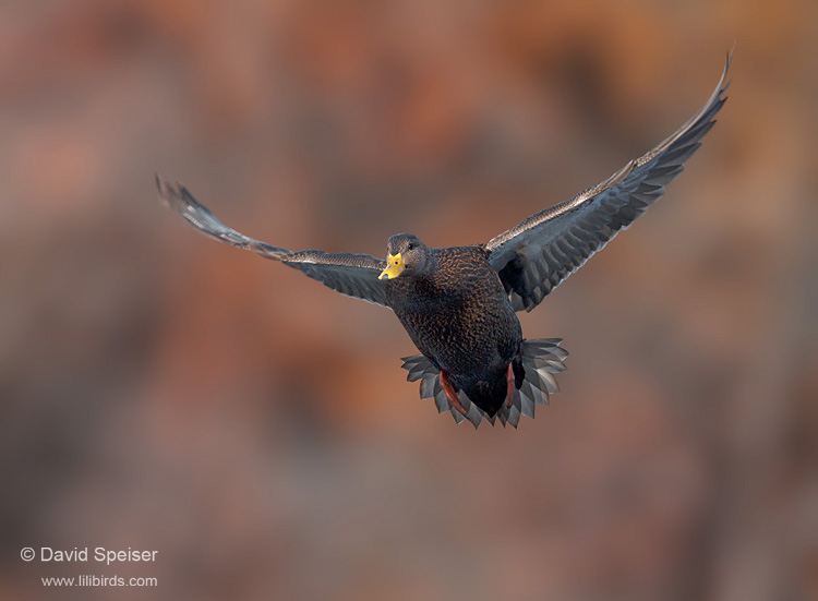 American Black Duck